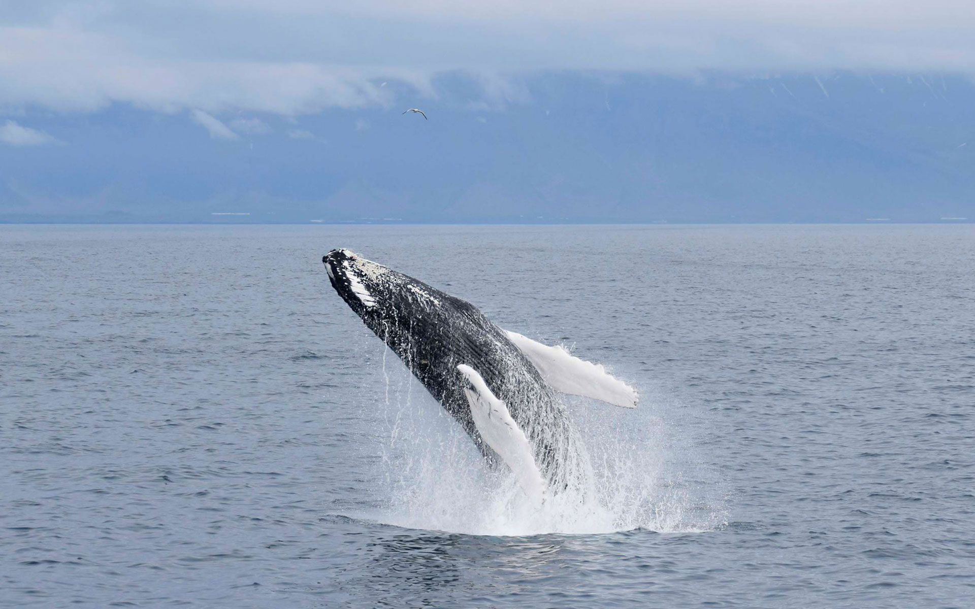 Whale Watching from Reykjavík | Activity Iceland