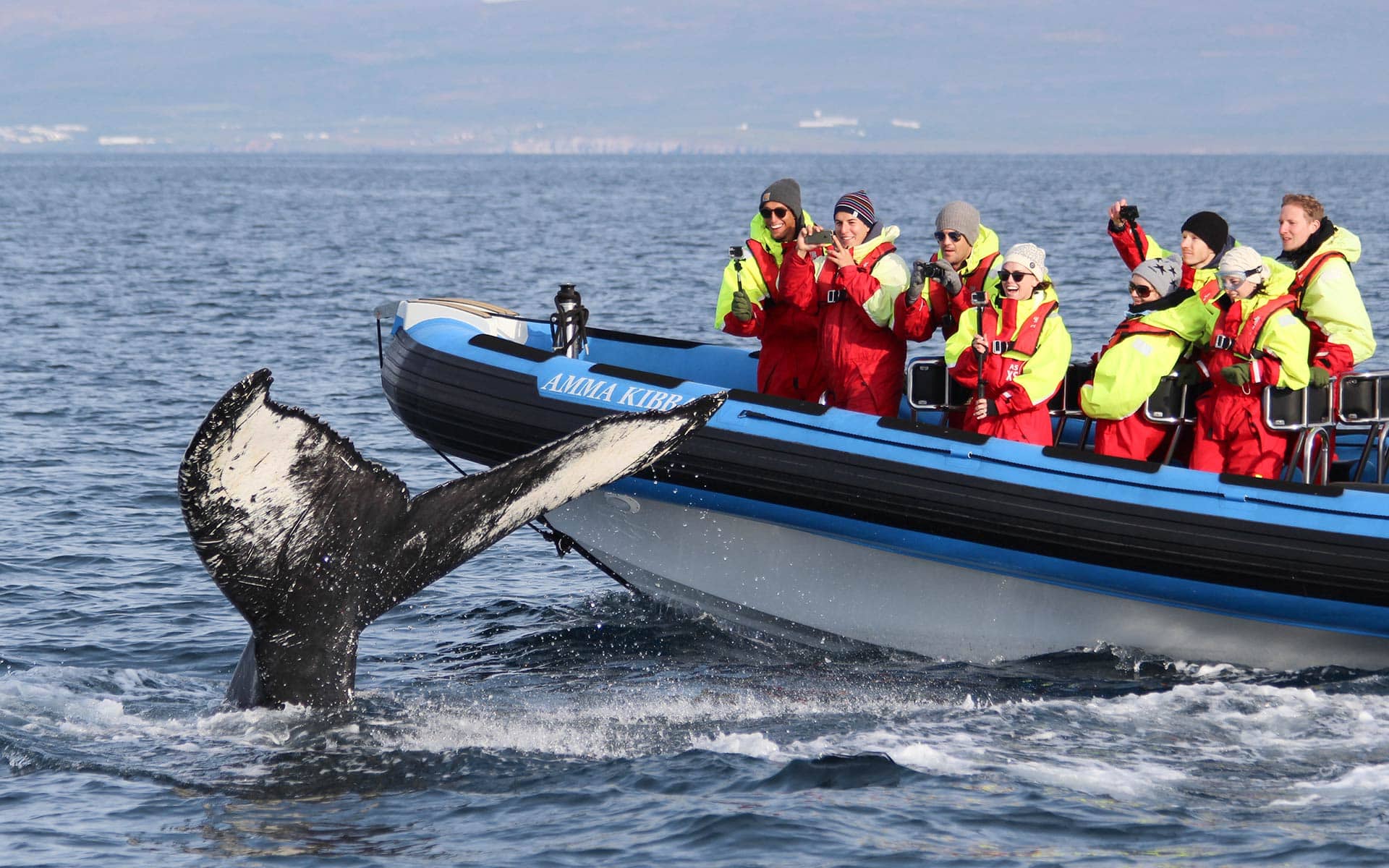 Whale Watching Tours Activity Iceland