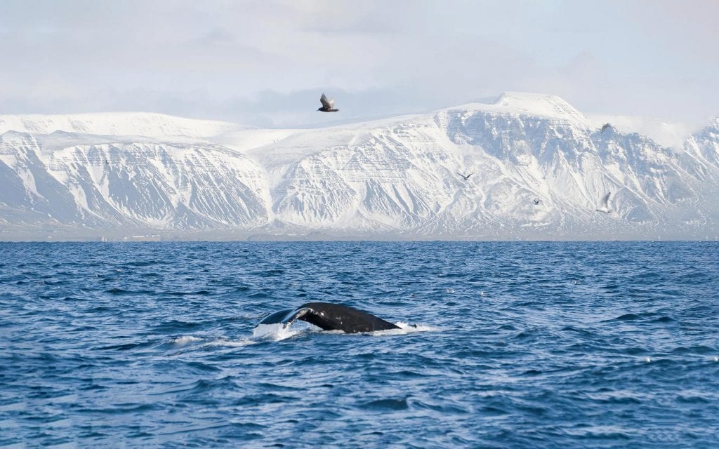 Whale watching in winter fron Reykjavík