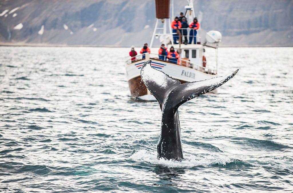 Whale watching boat tour in Iceland