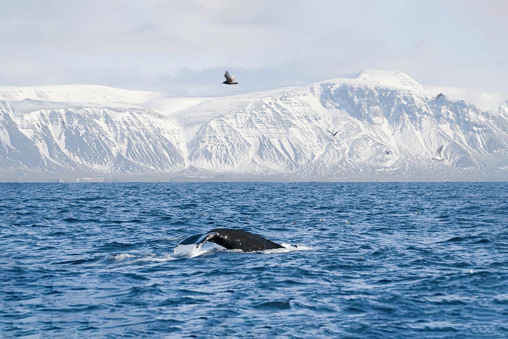 visit iceland in february