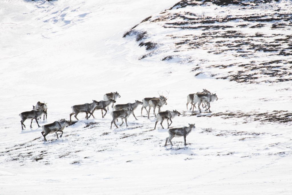 Herd of Reindeer in East Iceland
