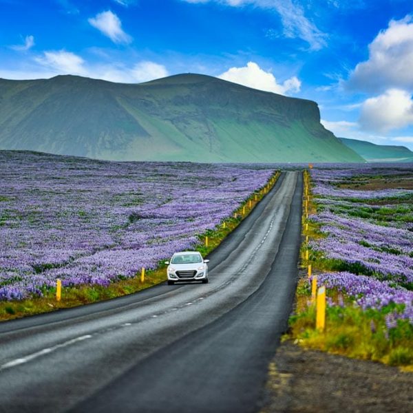 White car running on a country road In the summer of iceland There are purple lupine flowers blooming all over the area. Is a holiday travel on a road trip concept.