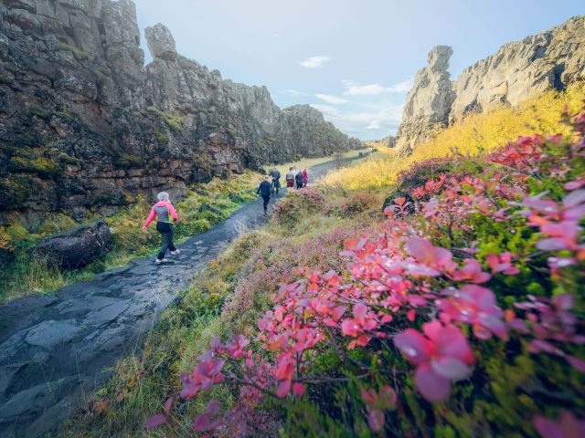 Rocky path lined with pink flowers leading through Thingvellir