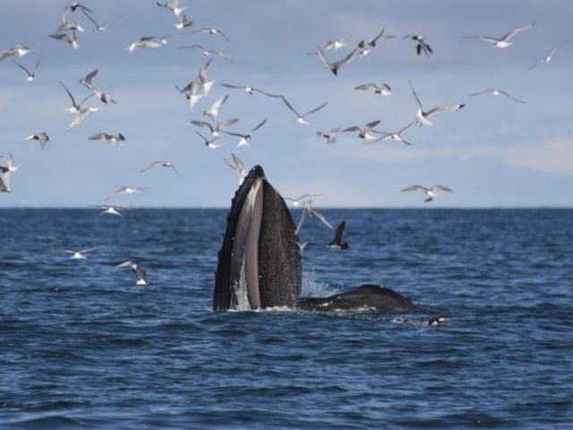 akureyri-classic-whale-watching-01