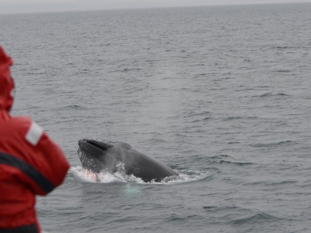 akureyri-classic-whale-watching-02