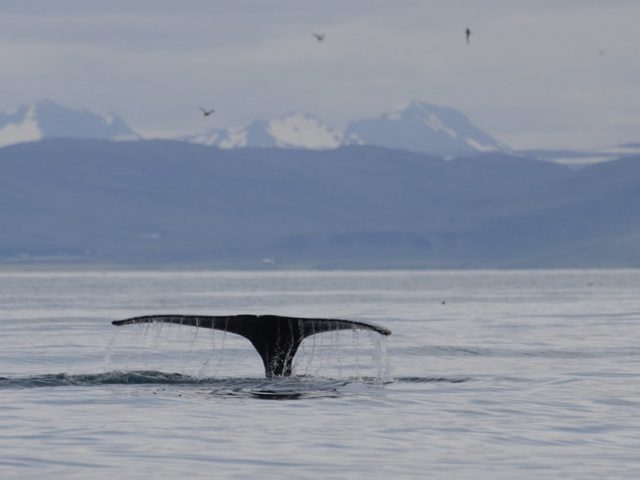 akureyri-classic-whale-watching-04