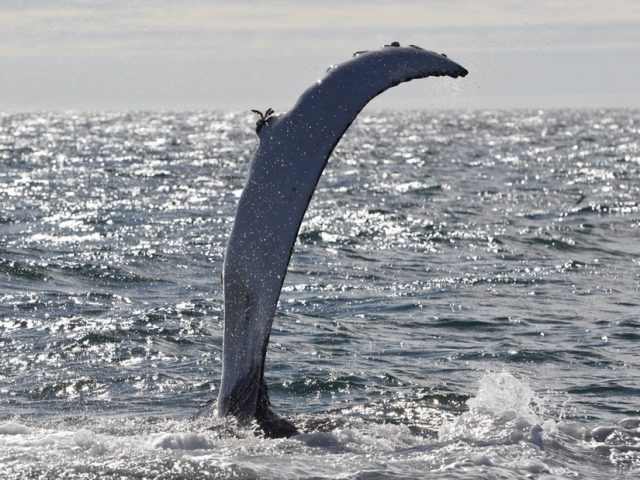 akureyri-classic-whale-watching-06