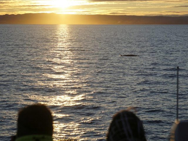 midnight-sun-whale-watching-tour-06