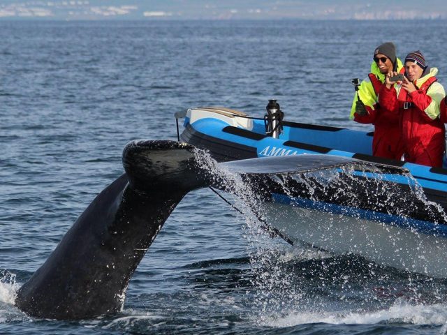 whale watching tour on a rib boat from húsavík
