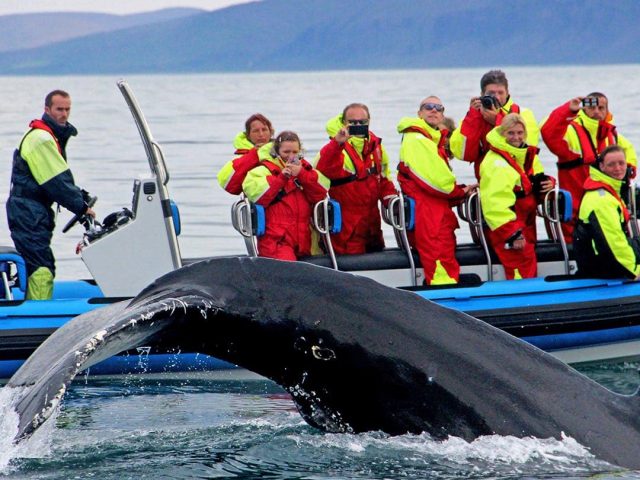 rib-boat-husavik-whale-watching-tour-02