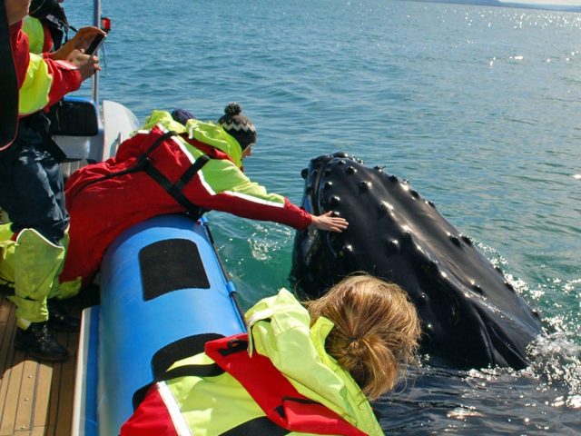rib-boat-husavik-whale-watching-tour-04