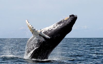 rib-boat-husavik-whale-watching-tour-cover