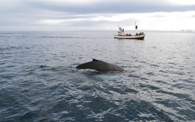 Traditional whale watching from Húsavík