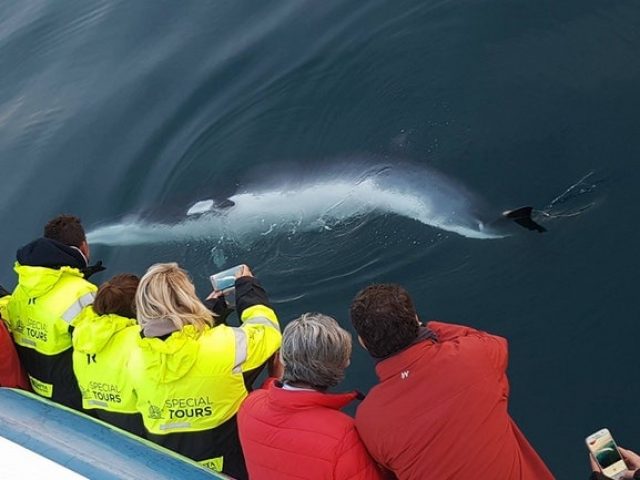 whale-watching-reykjavik-04