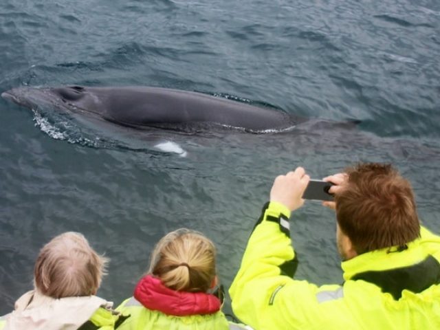 whale-watching-reykjavik-05