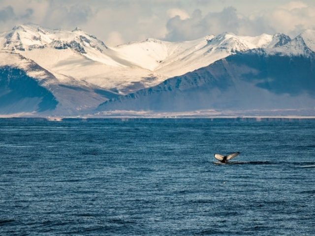whale-watching-reykjavik-06