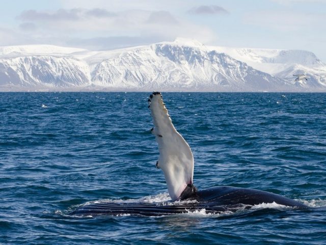 Winter whale watching in Faxaflói bay
