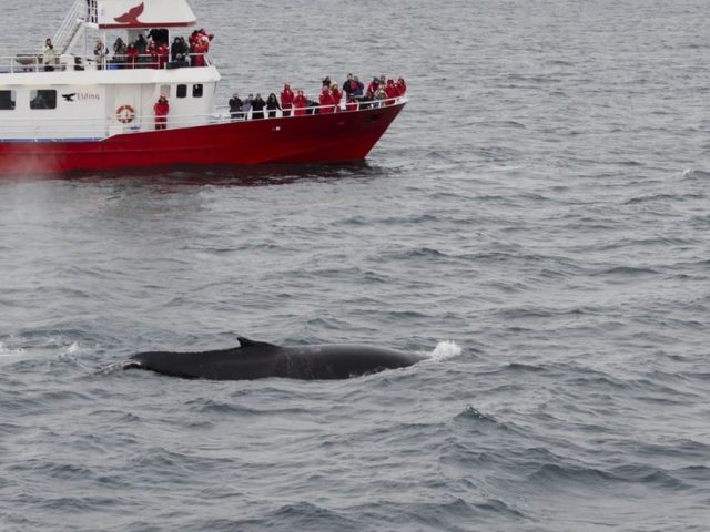 winter-whale-watching-reykjavik-03