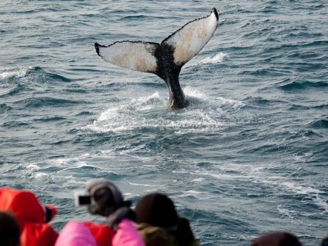 winter-whale-watching-reykjavik-05