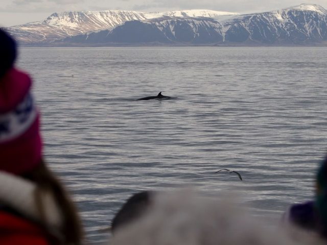 winter-whale-watching-reykjavik-07
